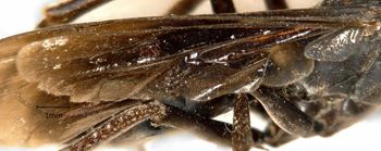 Media type: image;   Entomology 17041 Aspect: Wing hind